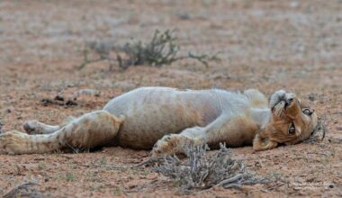 Photographer Captures Adorable Lion Cub in a Food Coma