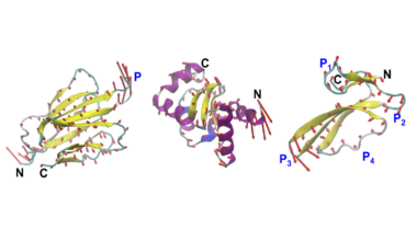 MIT engineers design proteins by their motion, not just their shape | MIT News