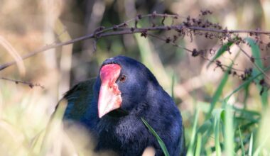 Takahē breeding pairs released at Cape Kidnappers golf course sanctuary