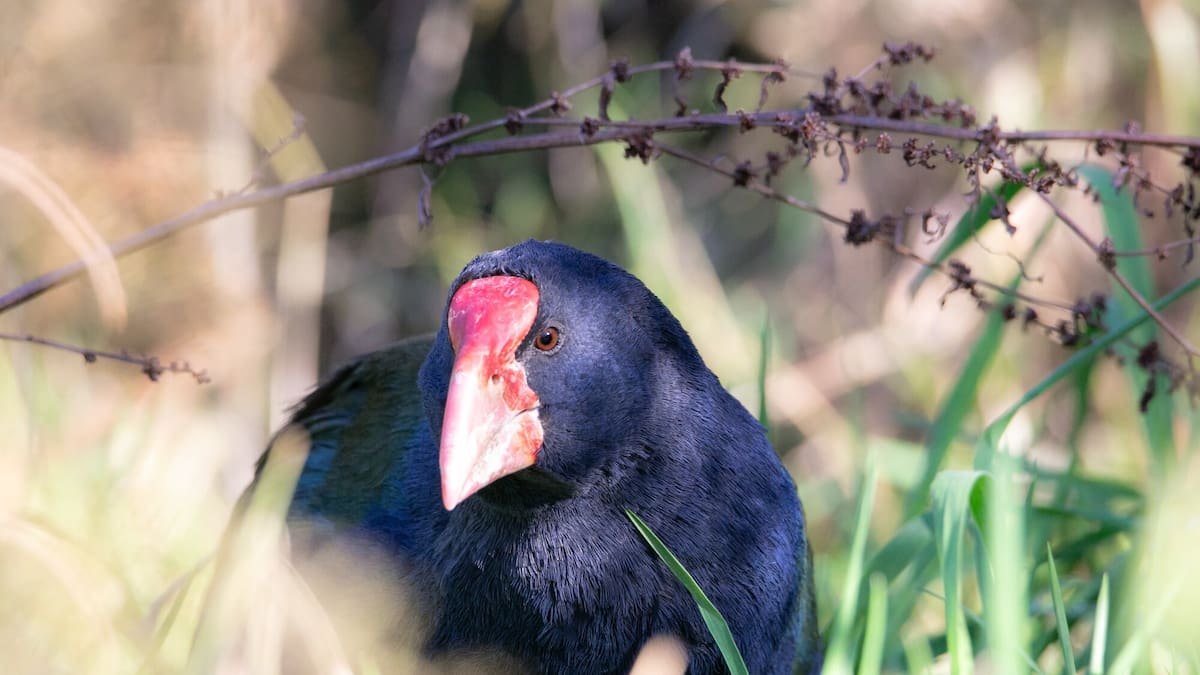 Takahē breeding pairs released at Cape Kidnappers golf course sanctuary
