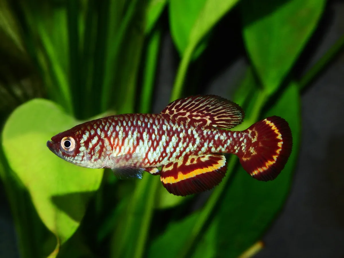 Marbled Killi (Nothobranchius marmoreus)