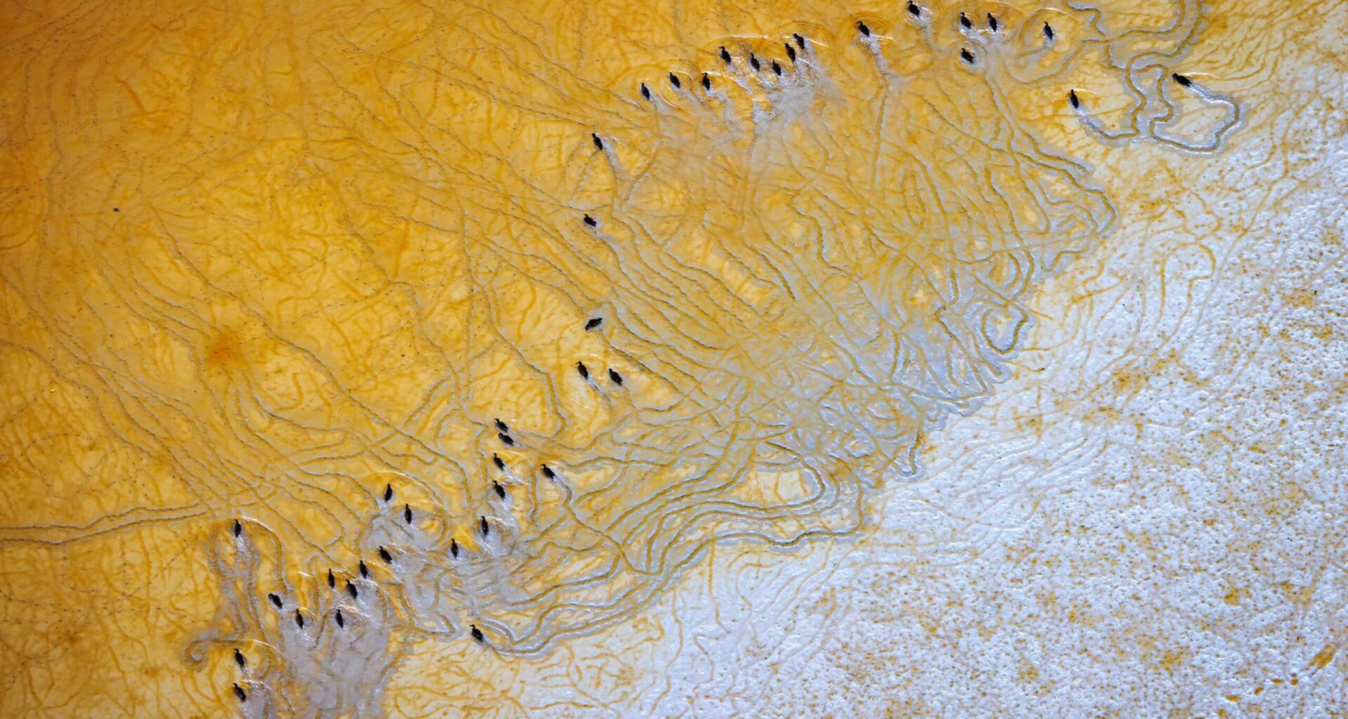 Unexpected role of seabird guano in shaping coastal landscapes