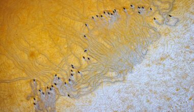 Unexpected role of seabird guano in shaping coastal landscapes