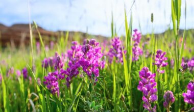 Wildflowers evolved fast enough to survive a historic drought
