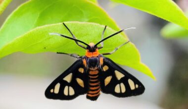 Moths survived 300 million years - why are they vanishing now?