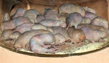 Pile of East African Naked or Desert Mole Rats (Heterocephalus glaber)
