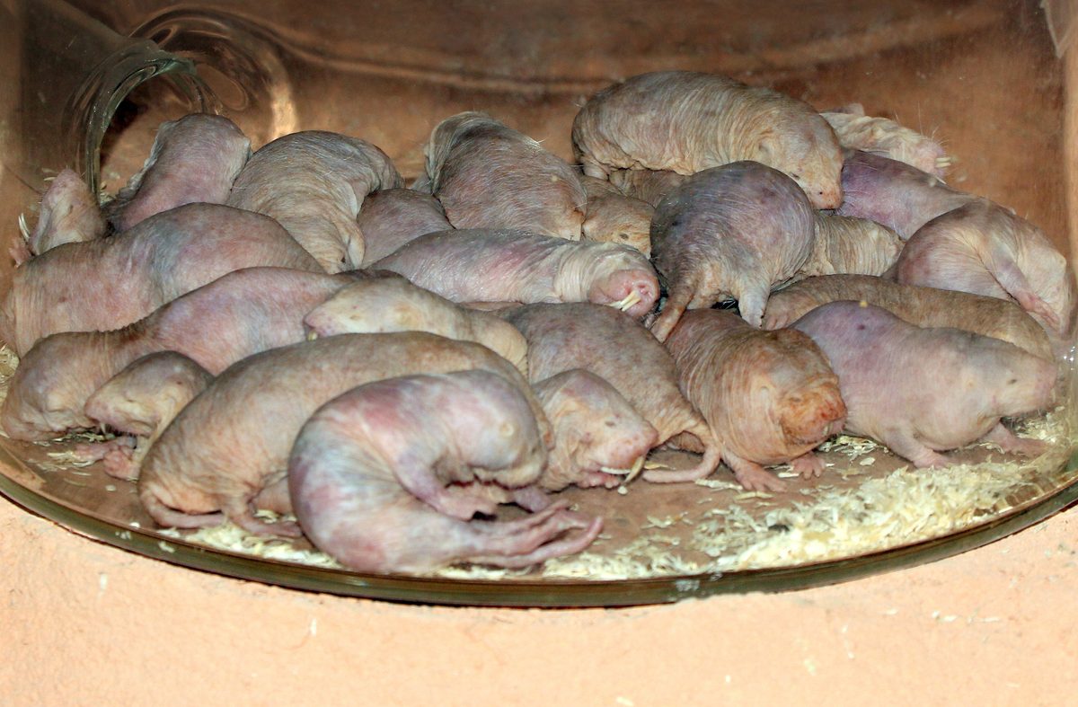 Pile of East African Naked or Desert Mole Rats (Heterocephalus glaber)
