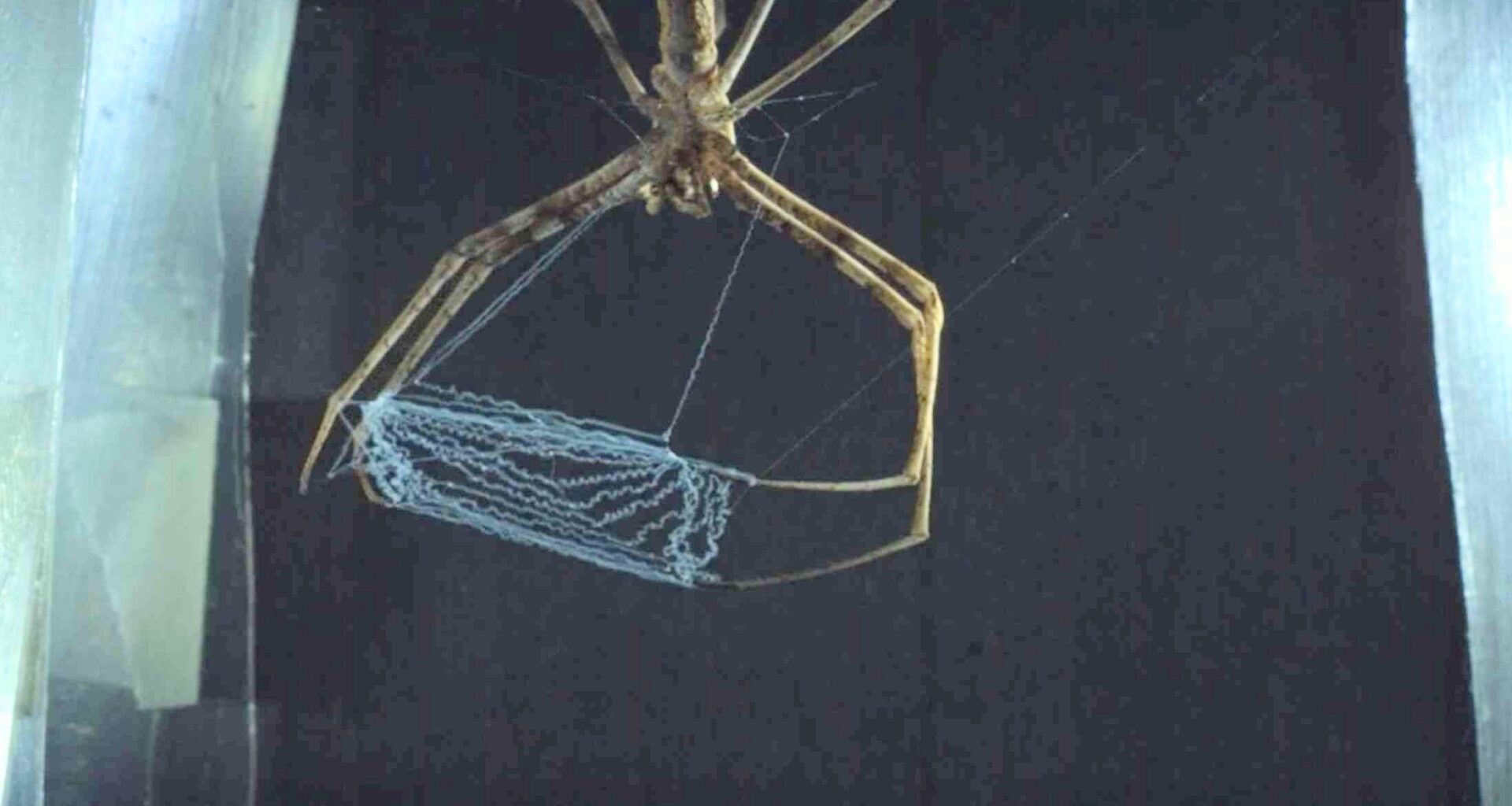 Spider uses its legs in a way never seen in any known material