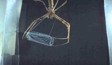 Spider uses its legs in a way never seen in any known material