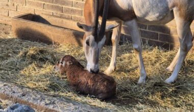 Rare oryx calf born in Zagreb highlights global wildlife comeback story