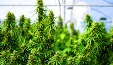 Cannabis of little benefit for mental disorders: research