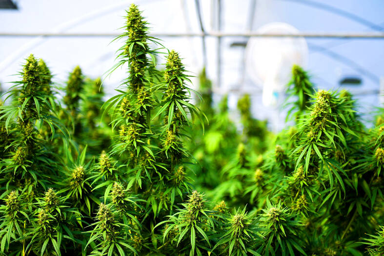 Cannabis of little benefit for mental disorders: research