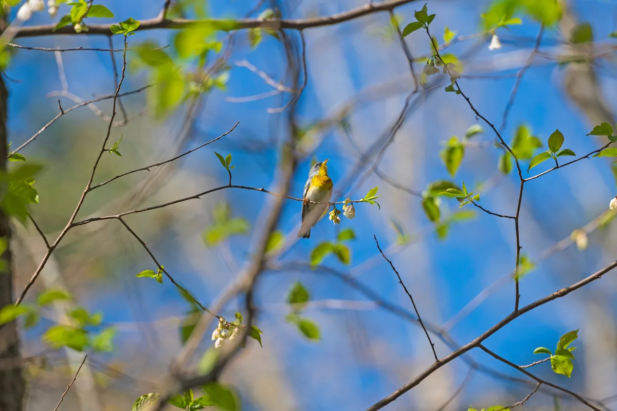 Parula warbler singing in Great Smoky Mountains National Park