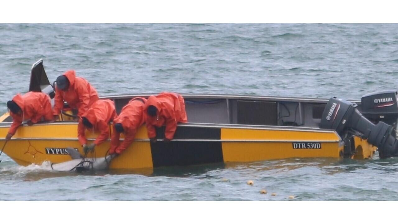 Shark nets planned for €100 million Club Med resort threaten endangered species in South Africa