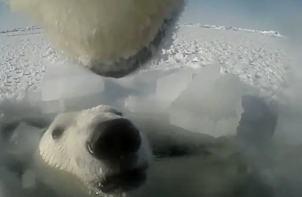 Scientists attached a GoPro to a polar bear to study what they actually do and learnt some important information
