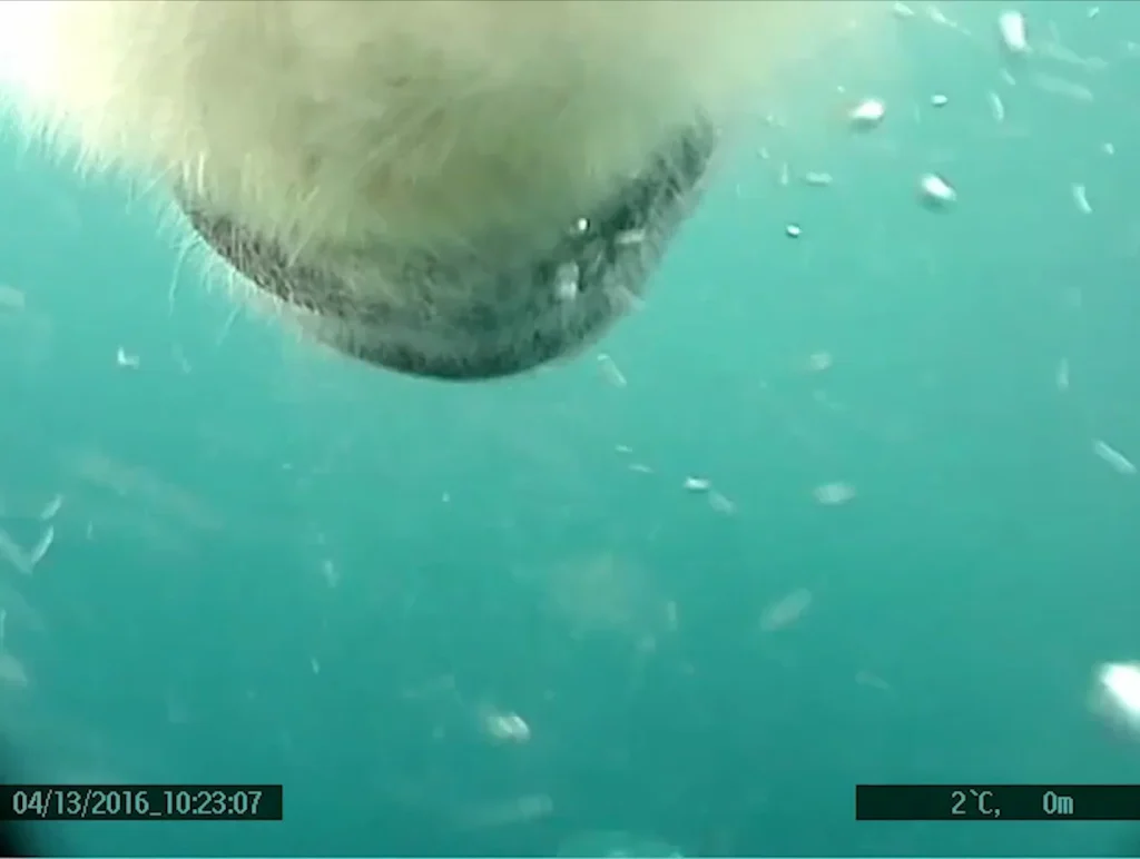 Scientists attached a GoPro to a polar bear to study what they actually do and learnt some important information
