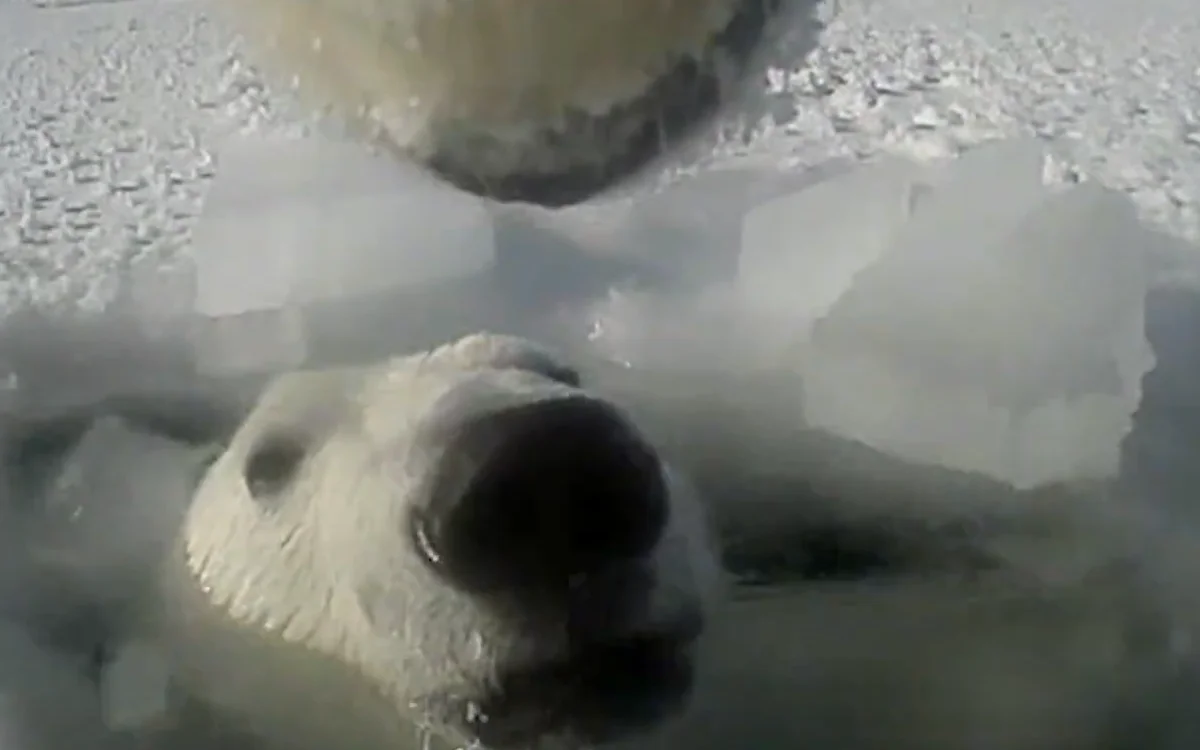 Scientists attached a GoPro to a polar bear to study what they actually do and learnt some important information