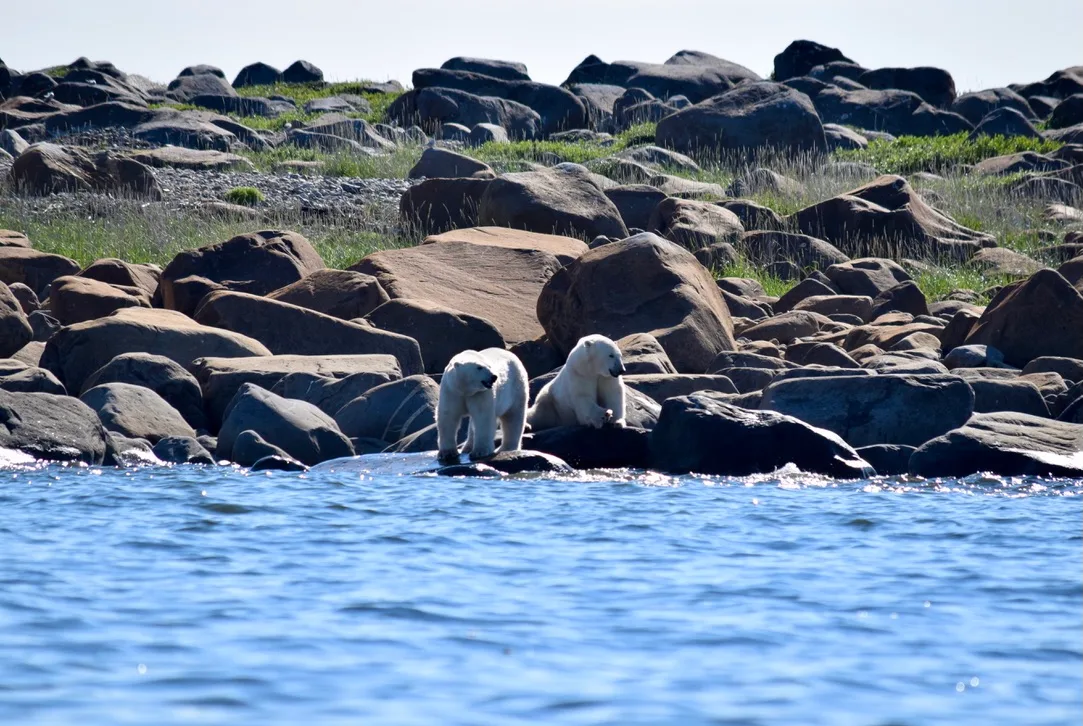 Polar bears on the hunt in Hudson Bay