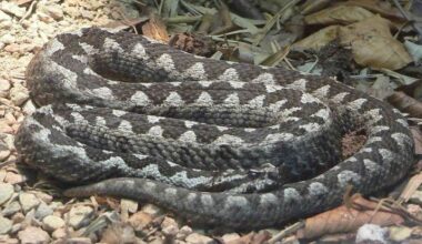 Poskok season begins in Croatia as experts issue safety warning