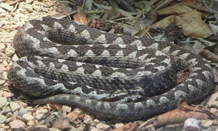 Poskok season begins in Croatia as experts issue safety warning