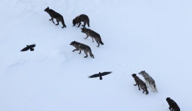 Ravens flying over wolves