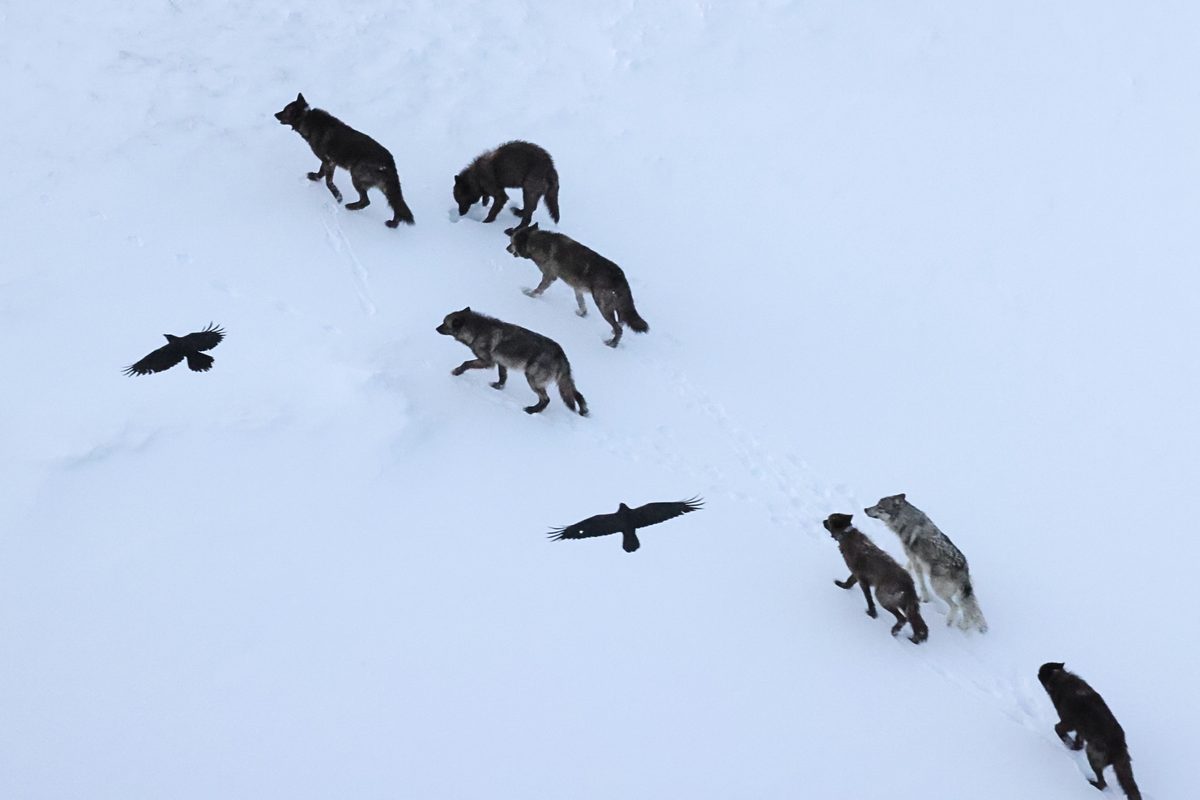 Ravens flying over wolves