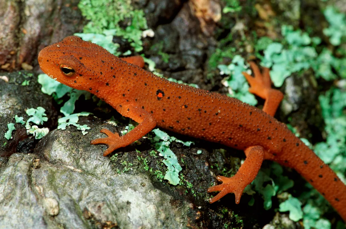 Red-spotted newt in Great Smoky Mountains National Park, Tennessee, USA