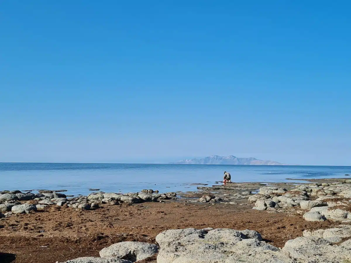 Researchers Collected Nematode Specimens On Utah’s Great Salt Lake