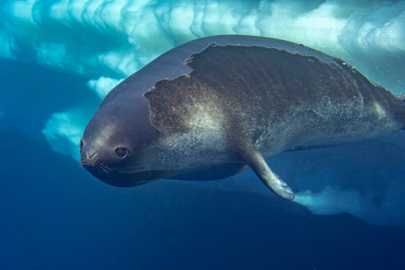 A close-up of a Weddell seal swimming underwater near ice, with its body illuminated and ice formations visible above.