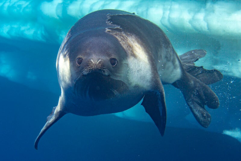 A close-up underwater photo of a seal swimming near an ice shelf, with its face and one flipper clearly visible, and blue water and ice in the background.