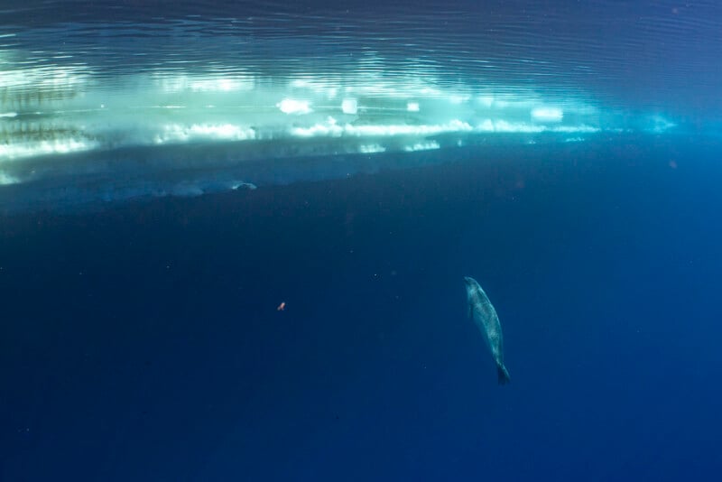 A seal swims alone underwater near the surface, with sunlight filtering through the ice above, creating a serene and blue-toned scene.