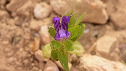Rare Pale Weasel's-snout rediscovered in Israel after 19 years