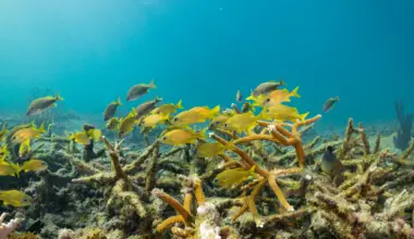 Why an Army Corps project could wipe out one of Florida’s last thriving coral reefs