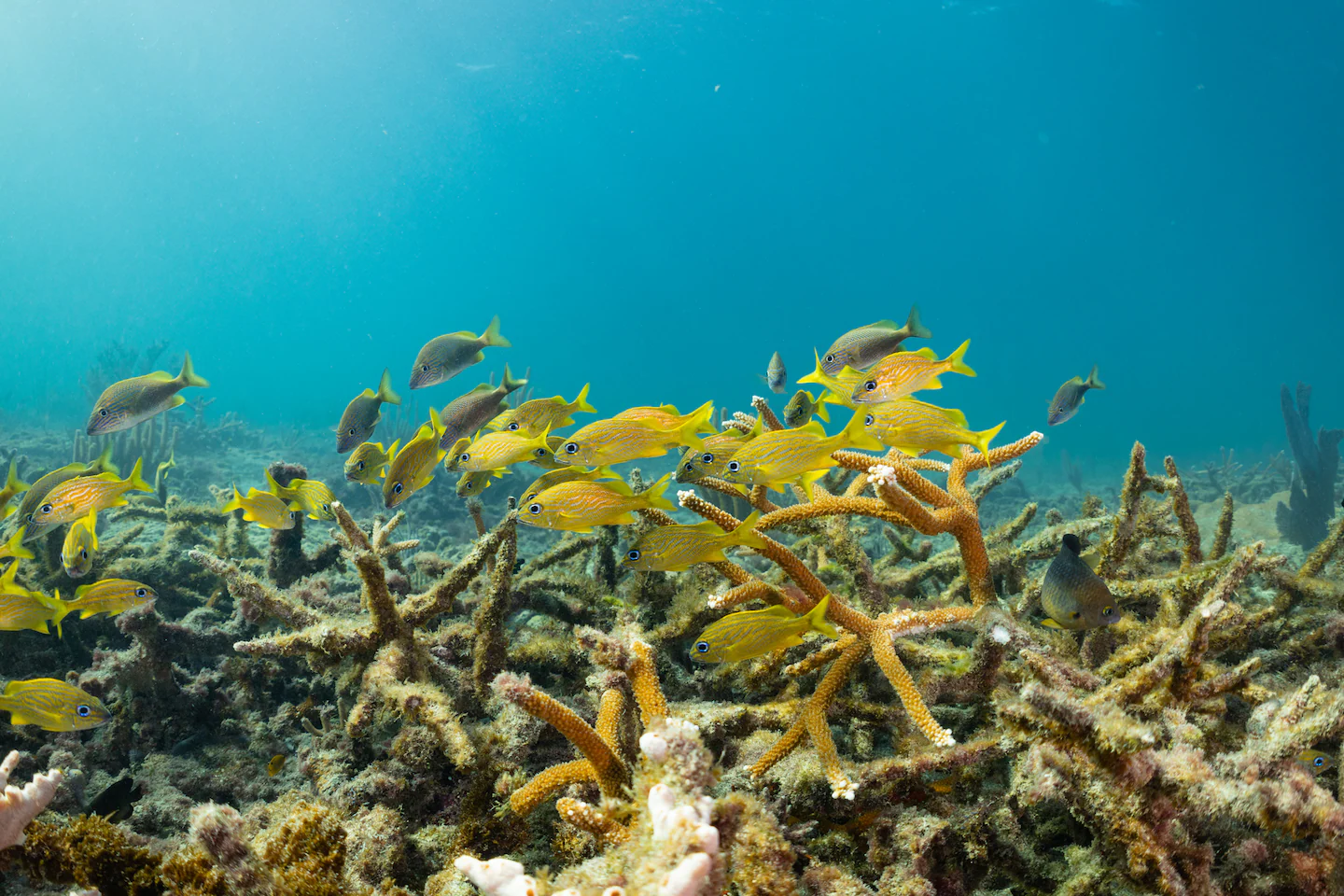 Why an Army Corps project could wipe out one of Florida’s last thriving coral reefs