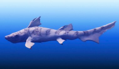 Top predators still prowled the seas after the biggest mass extinction