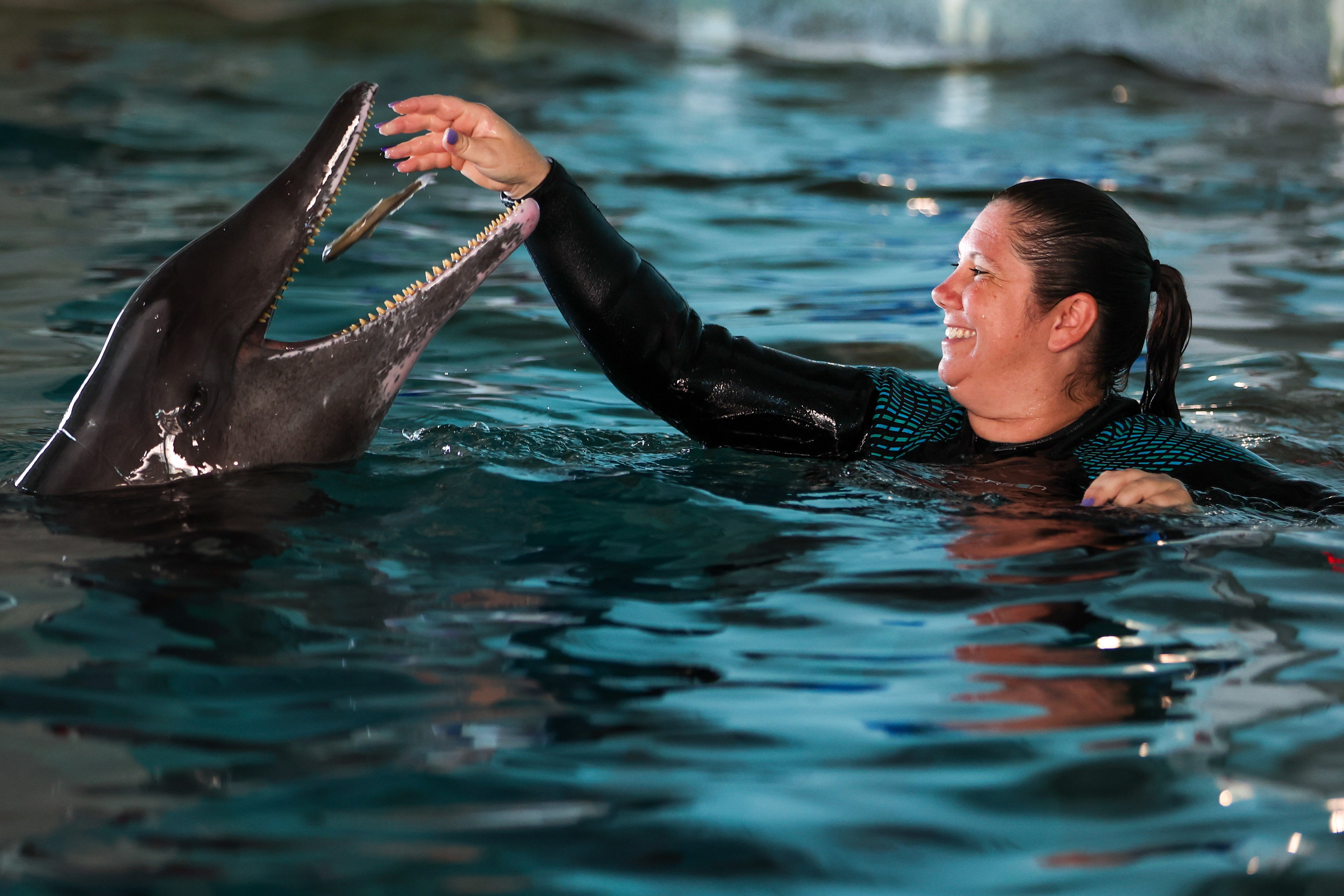 Doris, a rough-toothed dolphin, gets a fish from trainer Kelsey...