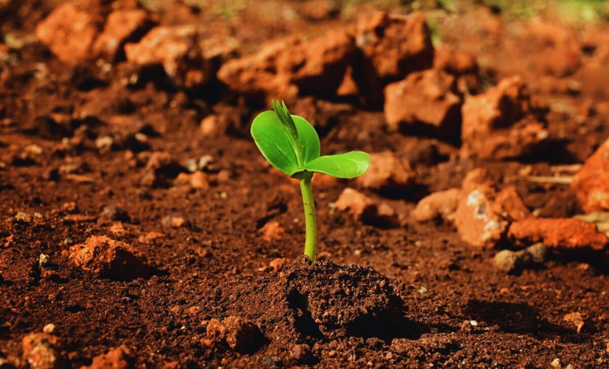 Scientists Have Identified A Plant That Can Lose 98% Of Its Water And Still Grow On Mars