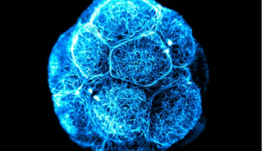 Stem cells sound magical, but they’re not all created equal