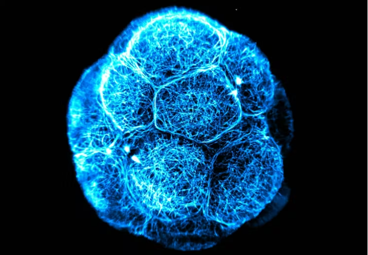 Stem cells sound magical, but they’re not all created equal