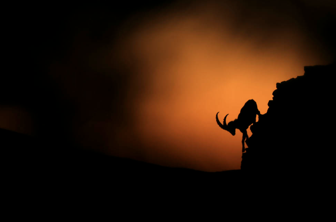 The silhouette of an alpine ibex as it makes its way down the mountain