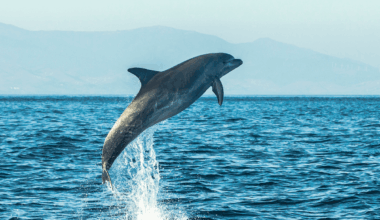 Can whales and dolphins cross breed