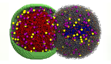 Simulating A Living Cell: First Simulation Of An Entire Cell Cycle