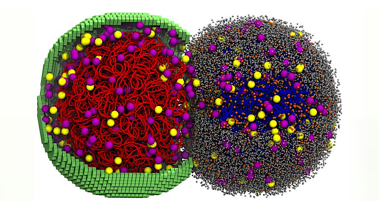Simulating A Living Cell: First Simulation Of An Entire Cell Cycle