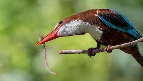 Kingfisher snatches a fish that had just caught a worm in rare food chain moment