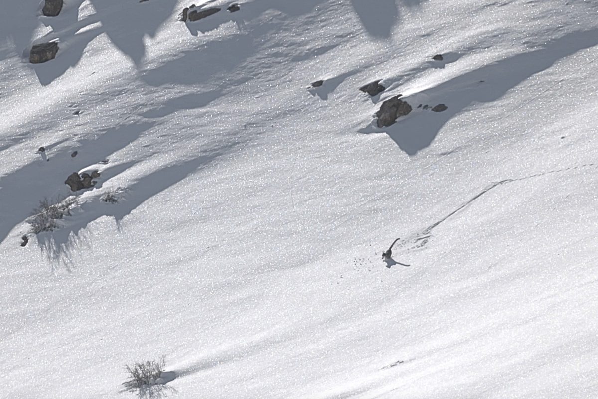 Snow leopard rolls down mountain in India