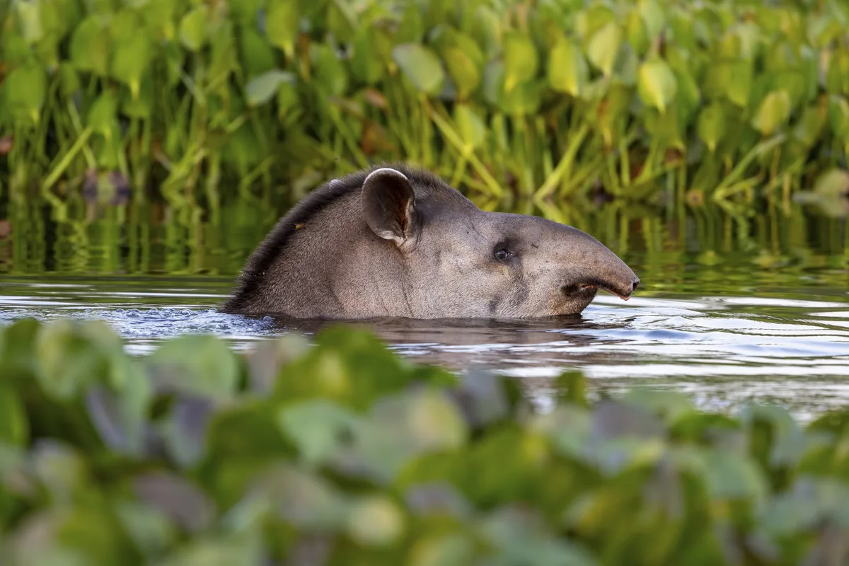 South American tapir
