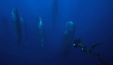 Sperm whales sleeping