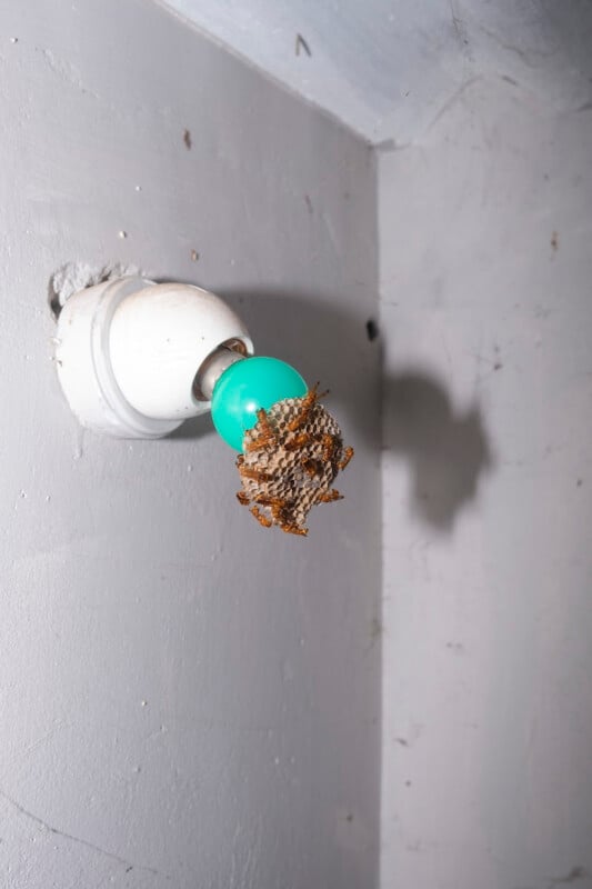 A wasp nest is attached to a green light bulb in a white wall socket on a gray, slightly dirty wall, casting a distinct shadow.