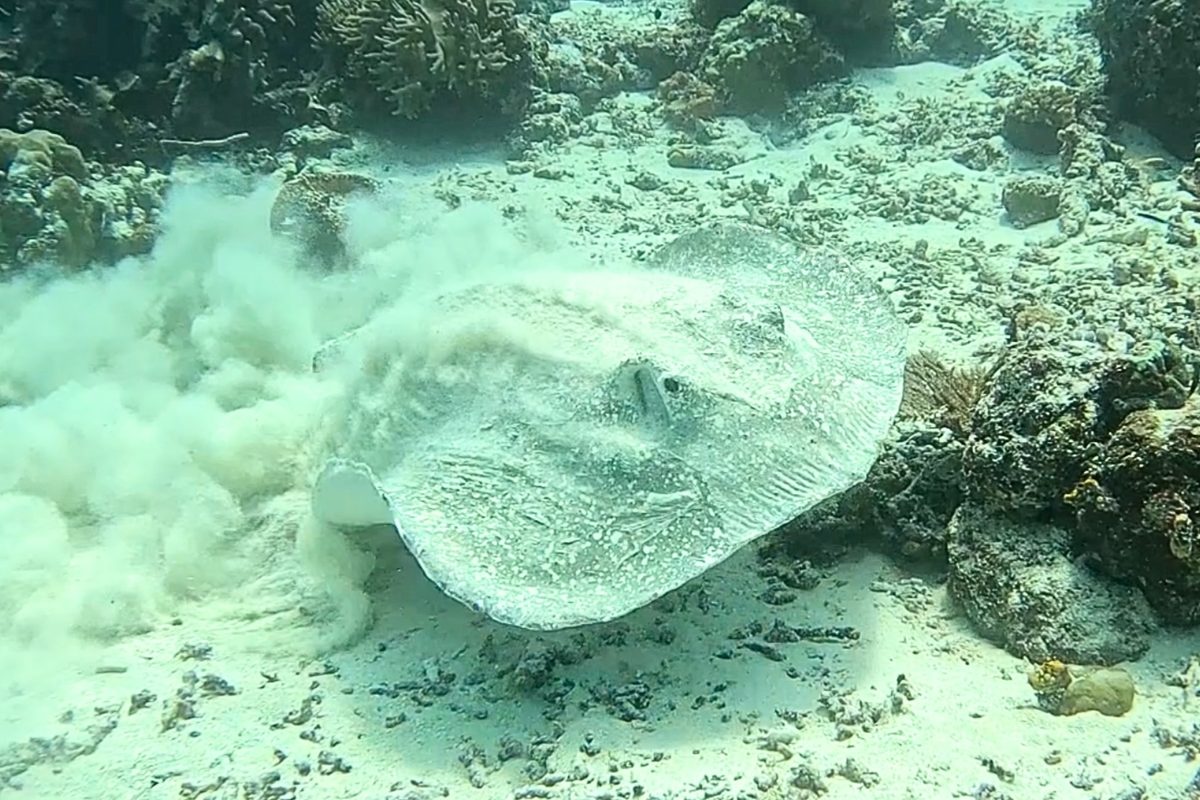 Stingray with no tail