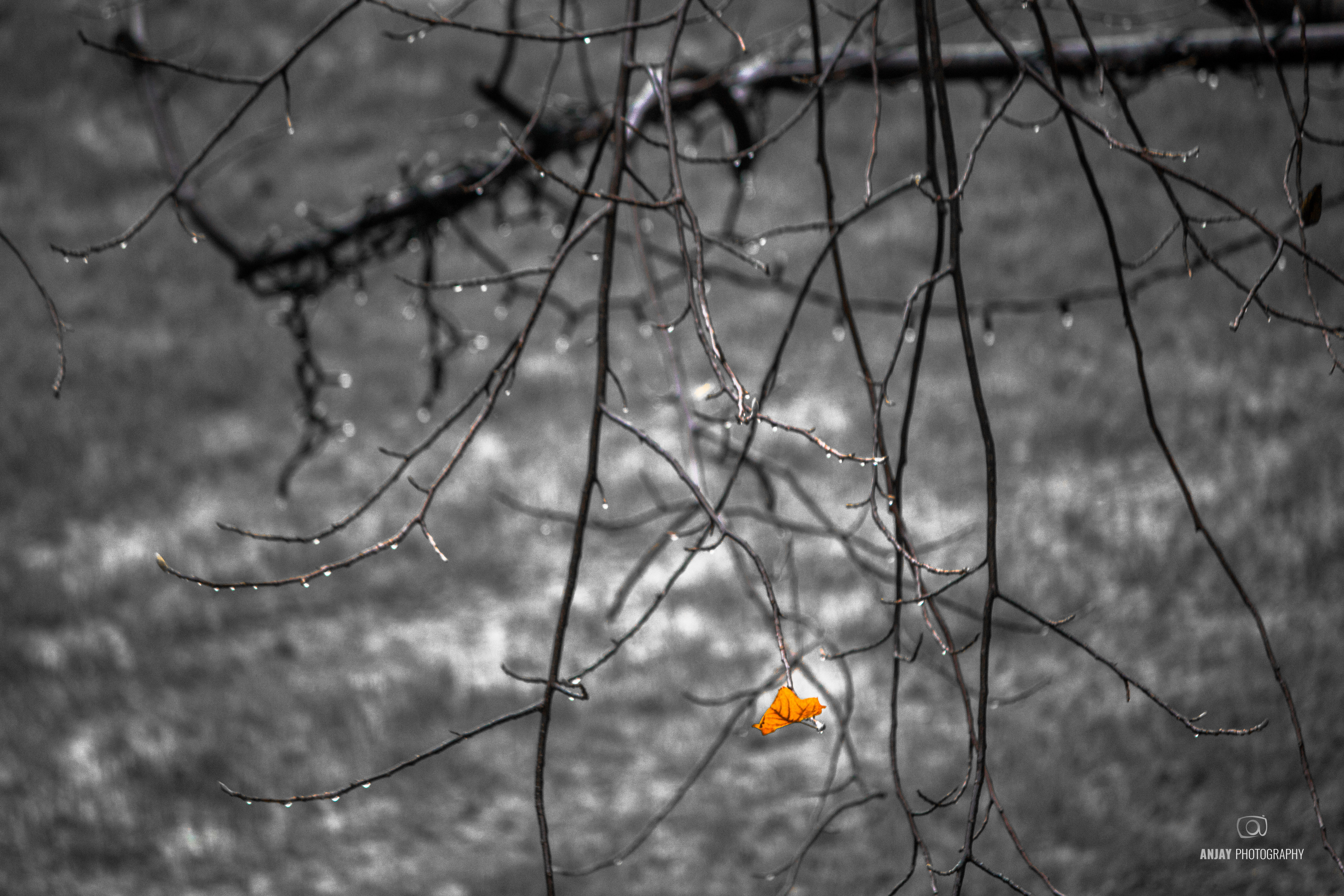A single leaf left on a tree coloured orange while the rest of the image is in black and white.